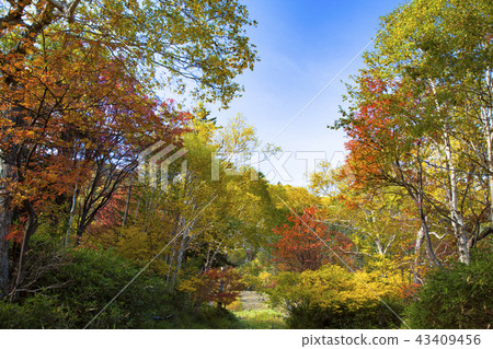 Taisetsu Kogen swamp autumn leaves 43409456