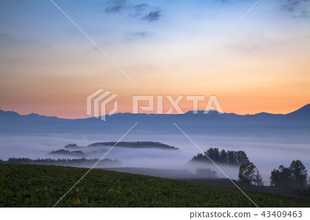 Senzoku Aoi dawn 43409463