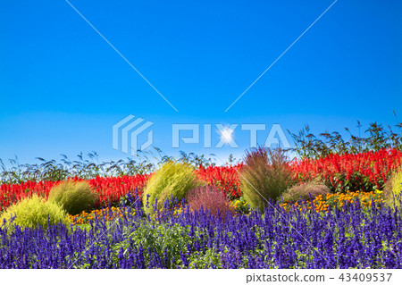 Autumn sky and flower field 43409537