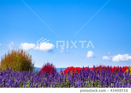 Autumn sky and flower field 43409558