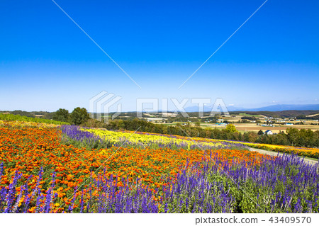 Northern Earth and Flower Fields 43409570