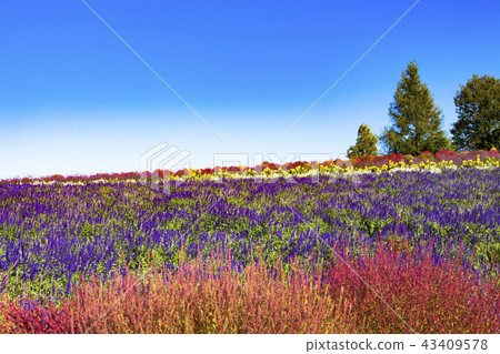 藍天和花園 43409578