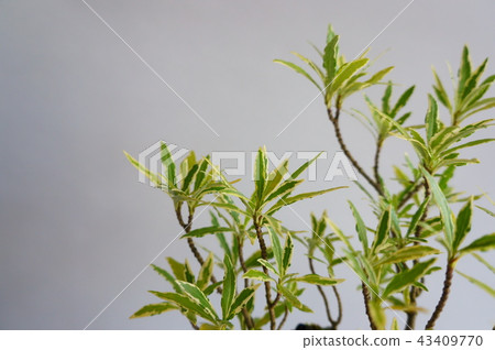 斑駁公主梔子盆景 43409770