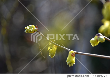 Toshimizuki (Tosa Mizuki) Toshimizuki (Tosa Mizuki) 43409775