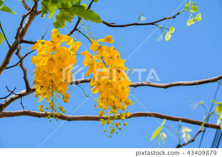 Cassia fistula. Golden Shower Tree in natural Cassia fistula. Golden Shower Tree in natural 43409879