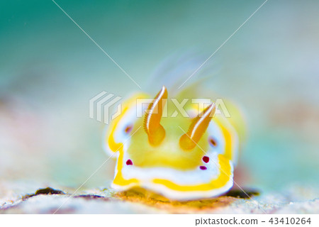 海參 海參 43410264