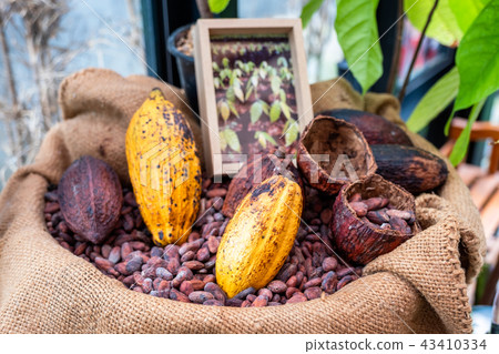 Cocoa beans with cocoa pod 43410334