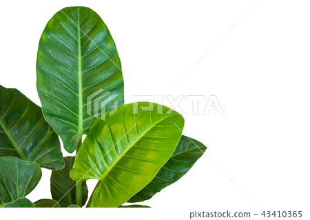 Green leaf stripes on white background Green leaf stripes on white background 43410365