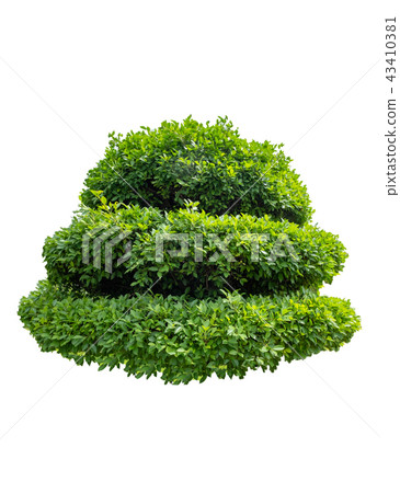 Green bush shape banyan tree 43410381