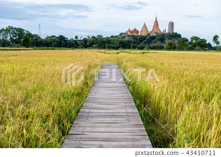 Wooden bridge pathway on rice field with pagoda Wooden bridge pathway on rice field with pagoda 43410711