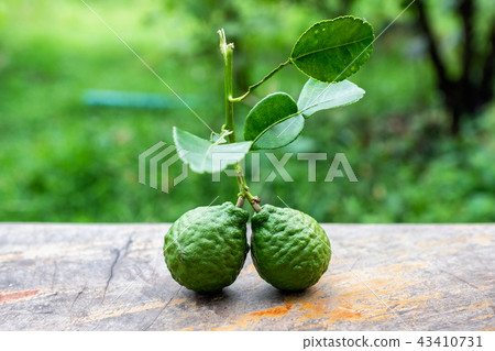 Bergamot fruit with leaf from garden on wood table Bergamot fruit with leaf from garden on wood table 43410731