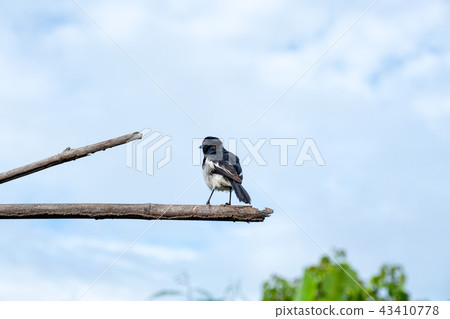 Oriental magpie robin bird hanging on log 43410778