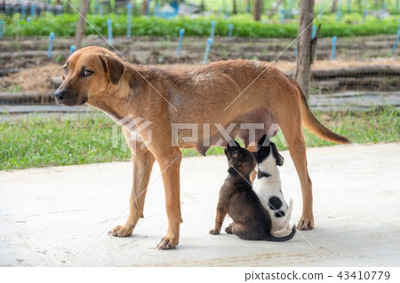 Puppies sucking milk from breast 43410779