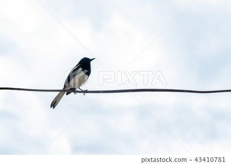 Oriental magpie robin bird hanging on line Oriental magpie robin bird hanging on line 43410781