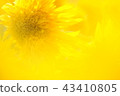 sunflower	 43410805