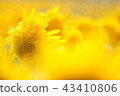 sunflower	 43410806