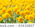 sunflower	 43410807