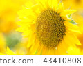 sunflower	 43410808