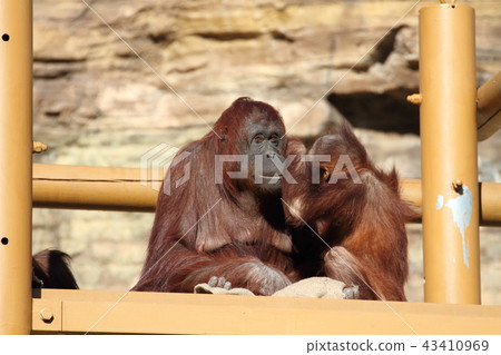 Orangutan Orangutan 43410969