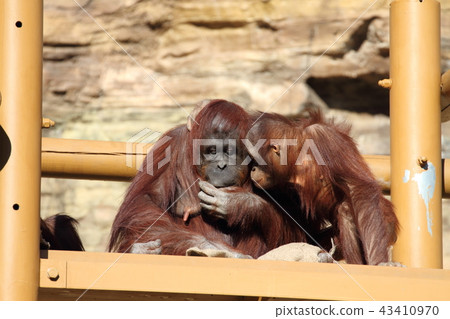 Orangutan Orangutan 43410970