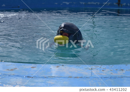 I want you to play dolphins I want you to play dolphins 43411202