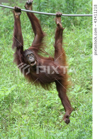 Orangutan 43411218