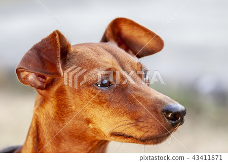 Close up of brown miniature pinscher Close up of brown miniature pinscher 43411871
