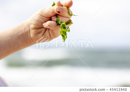 Little girl holding seaweed at the beach 43411948