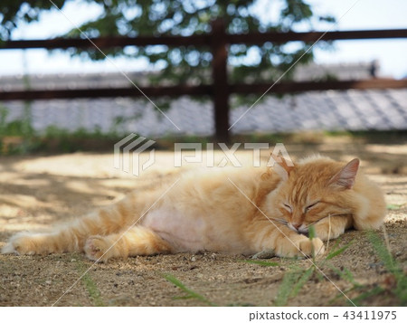 Stray cats to take a nap 43411975