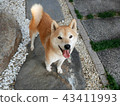 Shiba Inu 43411993