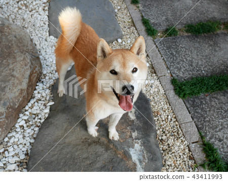 Shiba Inu 43411993