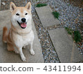 Shiba Inu 43411994