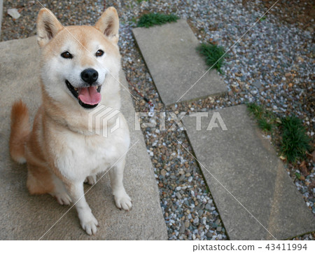 Shiba Inu 43411994
