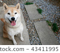 Shiba Inu 43411995
