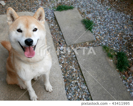 Shiba Inu 43411995