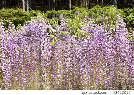 Wisteria Wisteria 43412055