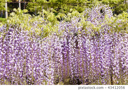 Wisteria Wisteria 43412056
