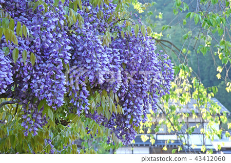 Wisteria Wisteria 43412060