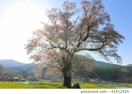 Yamazakura on a different scale Yamazakura on a different scale 43412854