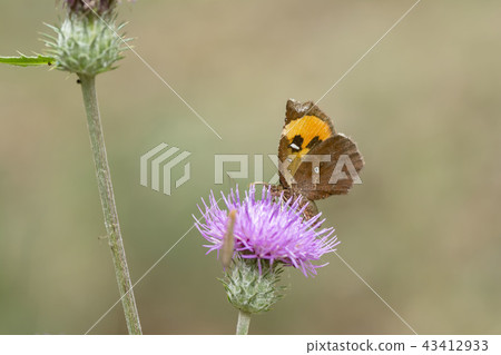 Pterodecta felderi Pterodecta felderi 43412933