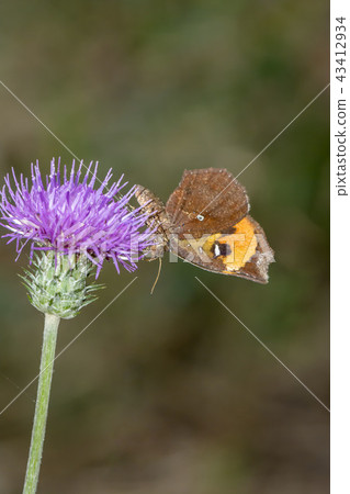 Pterodecta felderi Pterodecta felderi 43412934