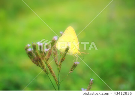 Colias erate Colias erate 43412936