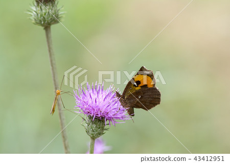 Pterodecta felderi Pterodecta felderi 43412951