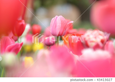Tulip (tulip / lale) 43413027
