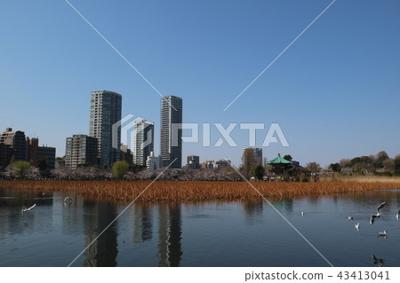 上野的Ueno Shinobazu池塘 上野的Ueno Shinobazu池塘 43413041