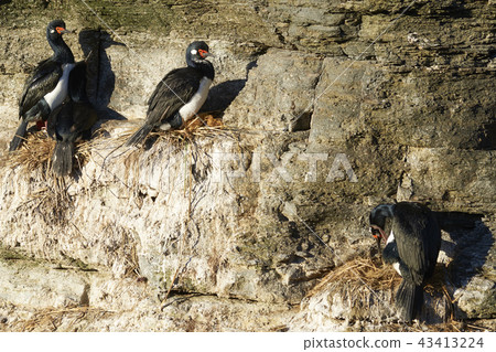 Rock Shag nesting on Bleaker Island Rock Shag nesting on Bleaker Island 43413224