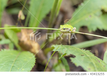 Tree frog Tree frog 43413255