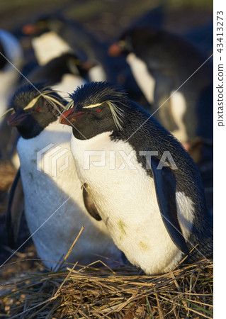 Rockhopper Penguins on Bleaker Island Rockhopper Penguins on Bleaker Island 43413273