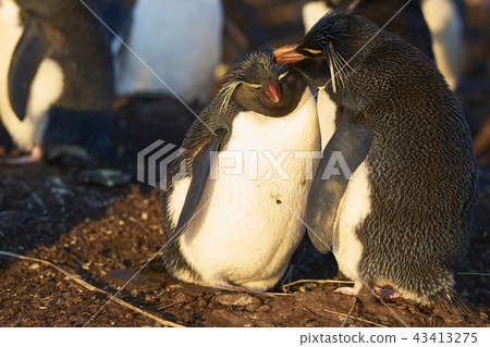 Rockhopper Penguins on Bleaker Island Rockhopper Penguins on Bleaker Island 43413275