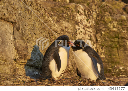 Rockhopper Penguins on Bleaker Island Rockhopper Penguins on Bleaker Island 43413277